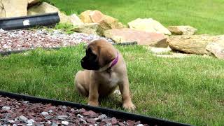 Mastiff Puppies for Sale
