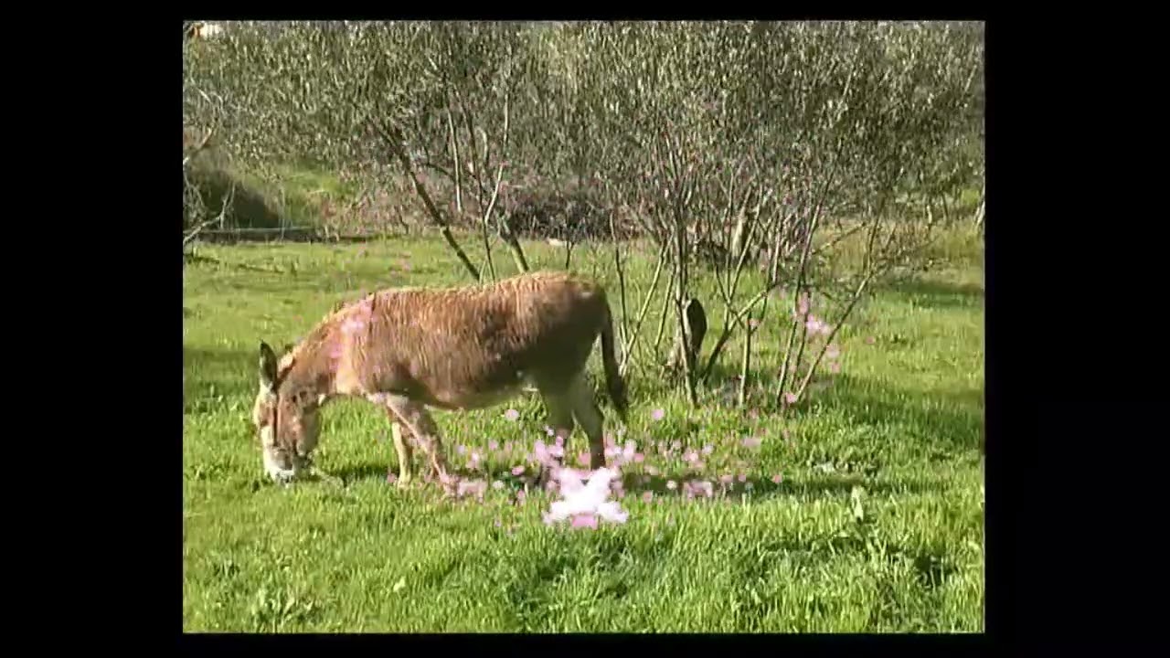 Naš vridni tovar MoRo