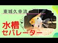 相性の合わない魚を同じ水槽内に入れるため水槽を3分割に分けるセパレーターを作りました。エンゼルフィッシュ2匹とゴールデンゼブラシクリッドが入ります。