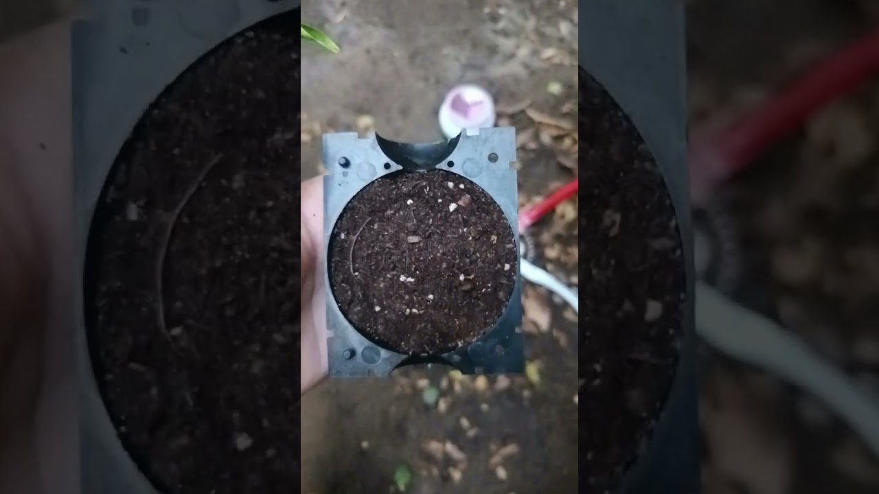 اكثار نبات🌱 مسك الليل الشبوي بطريقه مضمونه وسهله