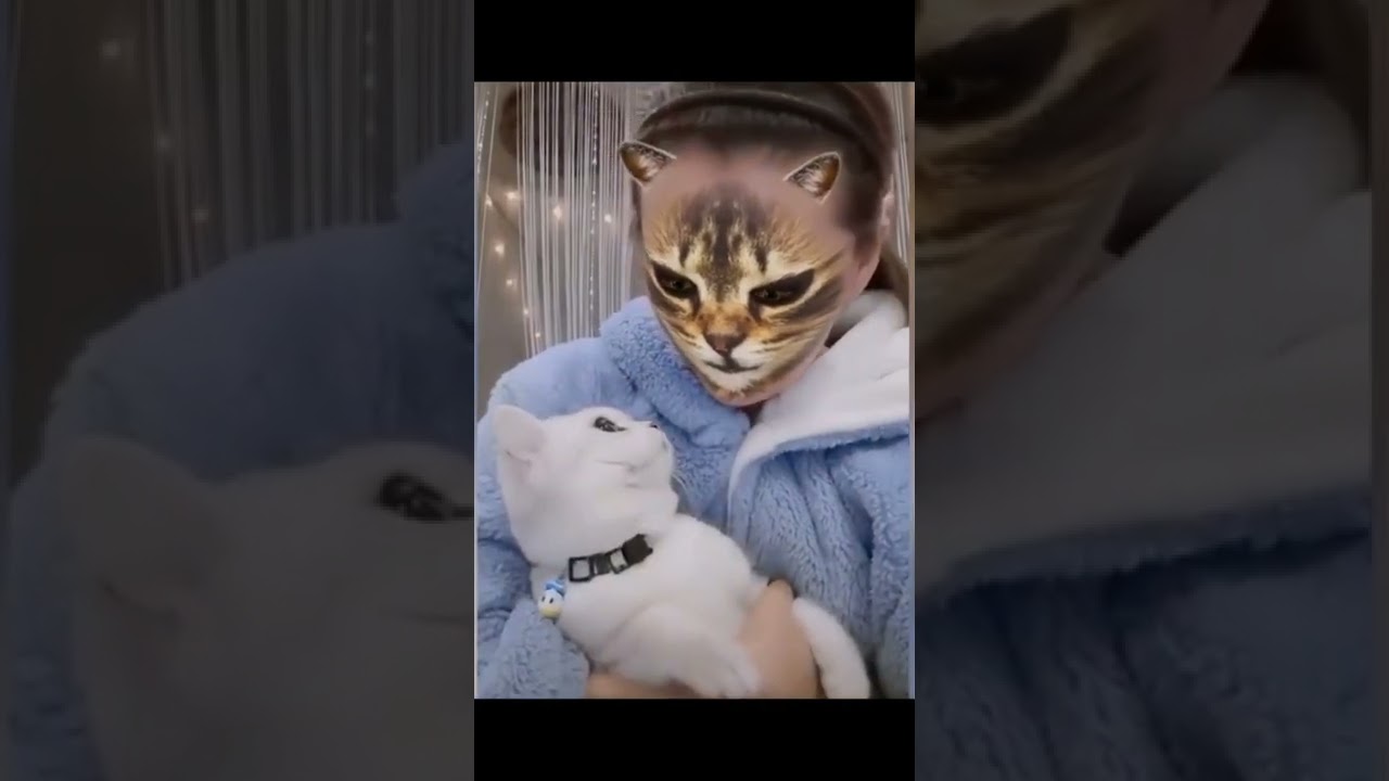 Cats Funny reaction on TikTok Cat filter 7
