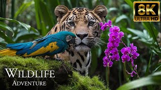 Wildlife Adventure 8K ULTRA HD | Wonderful Animal Film With Relaxing Piano Music
