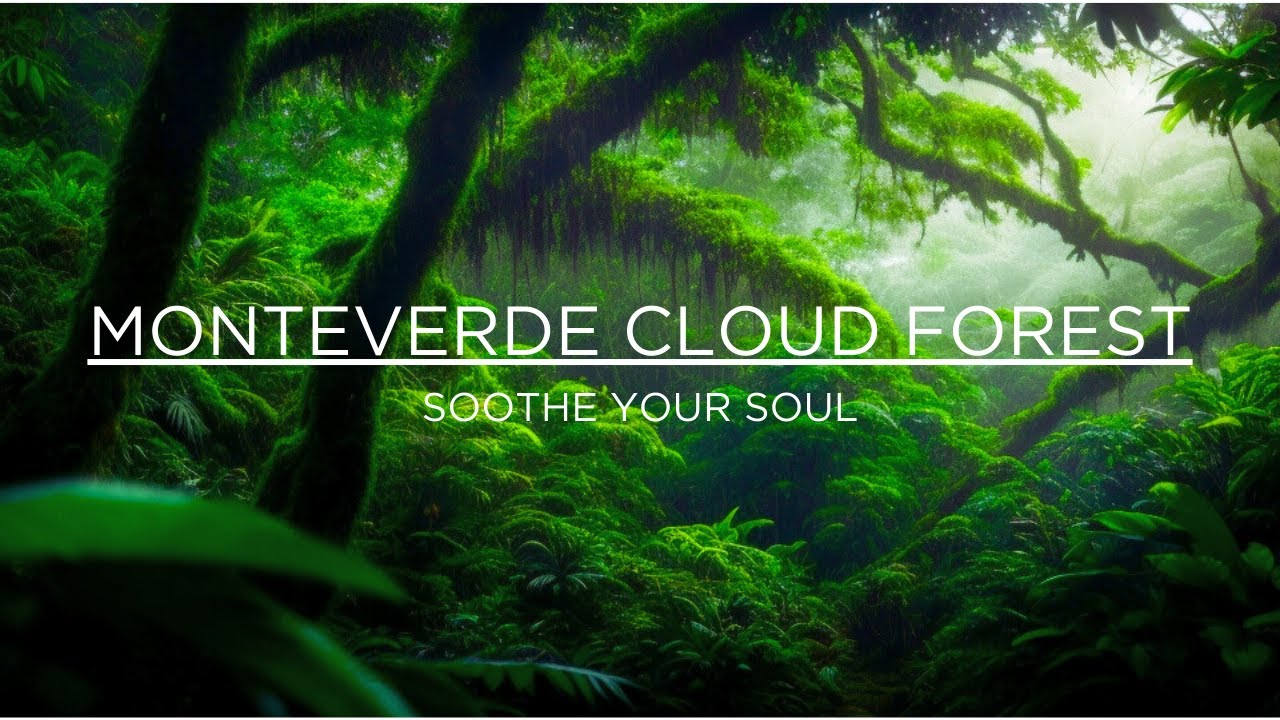 Watch Monteverde Cloud Forest | Find Peace Relaxing Music Stress Relief on YouTube Watch Monteverde Cloud Forest | Find Peace Relaxing Music Stress Relief on YouTube