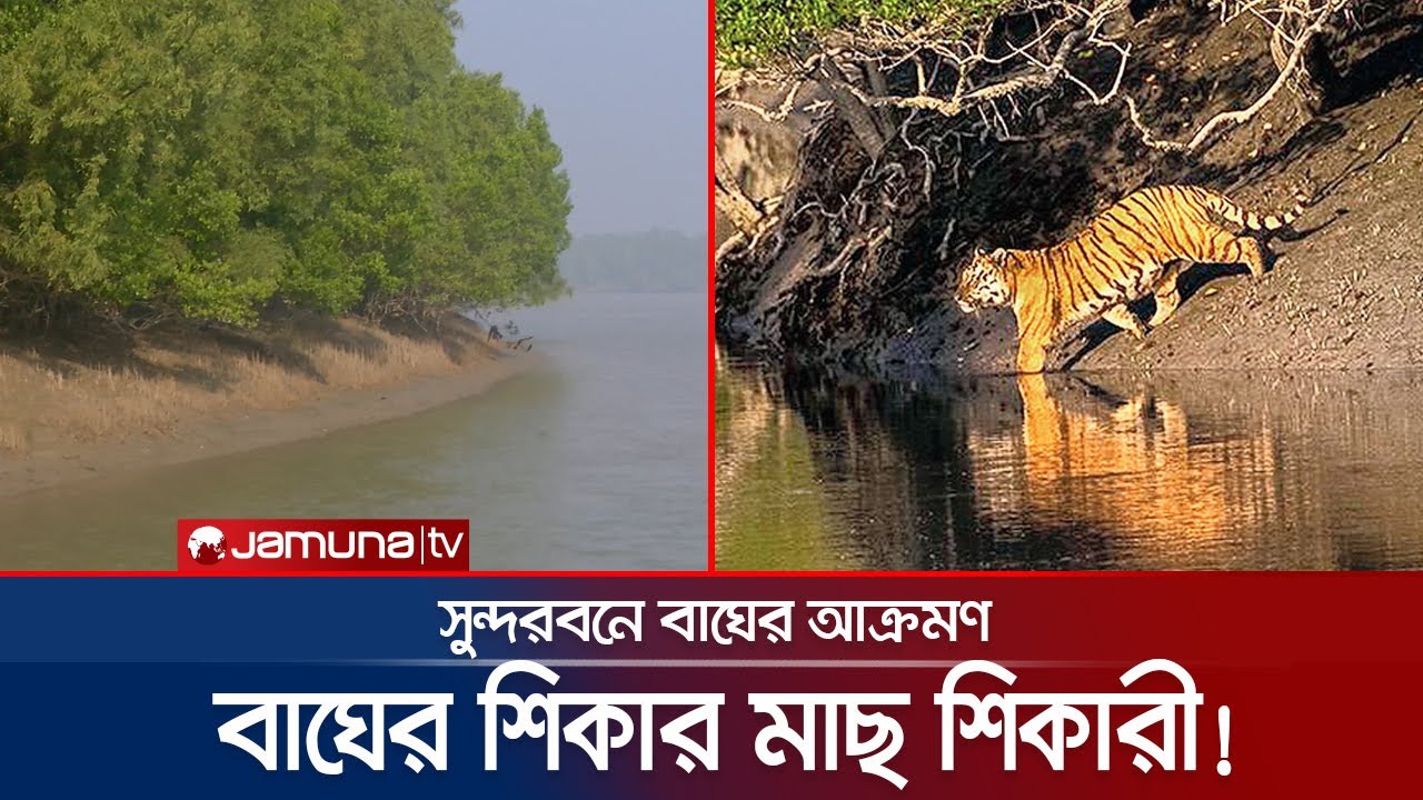 মাছ শিকারে যাওয়া জেলেকে নিয়ে গেলো বাঘ | Tiger Attack | Sundarban