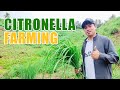 Amazing citronella farming  pwedeng kumita ng 33 million sa 1 hektarya ng pagtatanim ng citronella