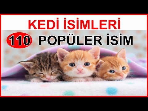 Video: Top 10 Kedi Irkları İçin En Popüler İsimler