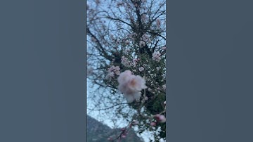 Thumbnail of Apricot Flower Blossoming 🌸 #minivlog #himachal #reels #ytshorts #reelsvideo #reel #youtube #upload