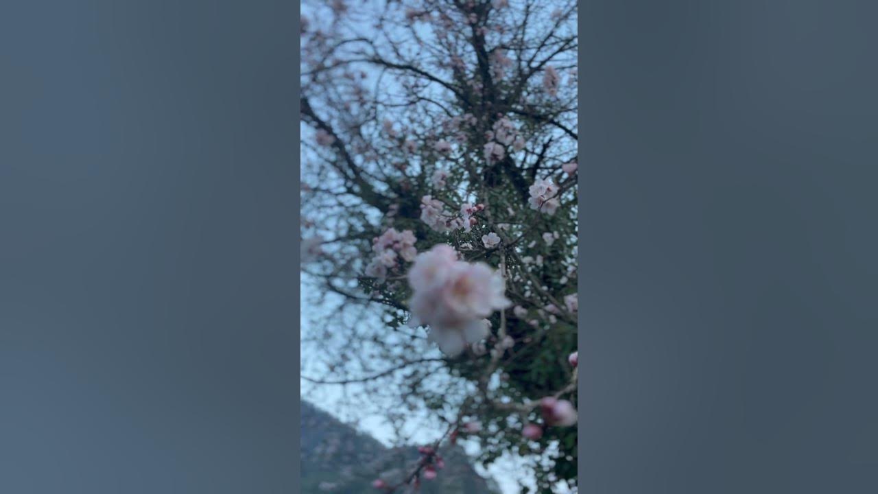 Apricot Flower Blossoming 🌸 #minivlog #himachal #reels #ytshorts #reelsvideo #reel #youtube #upload