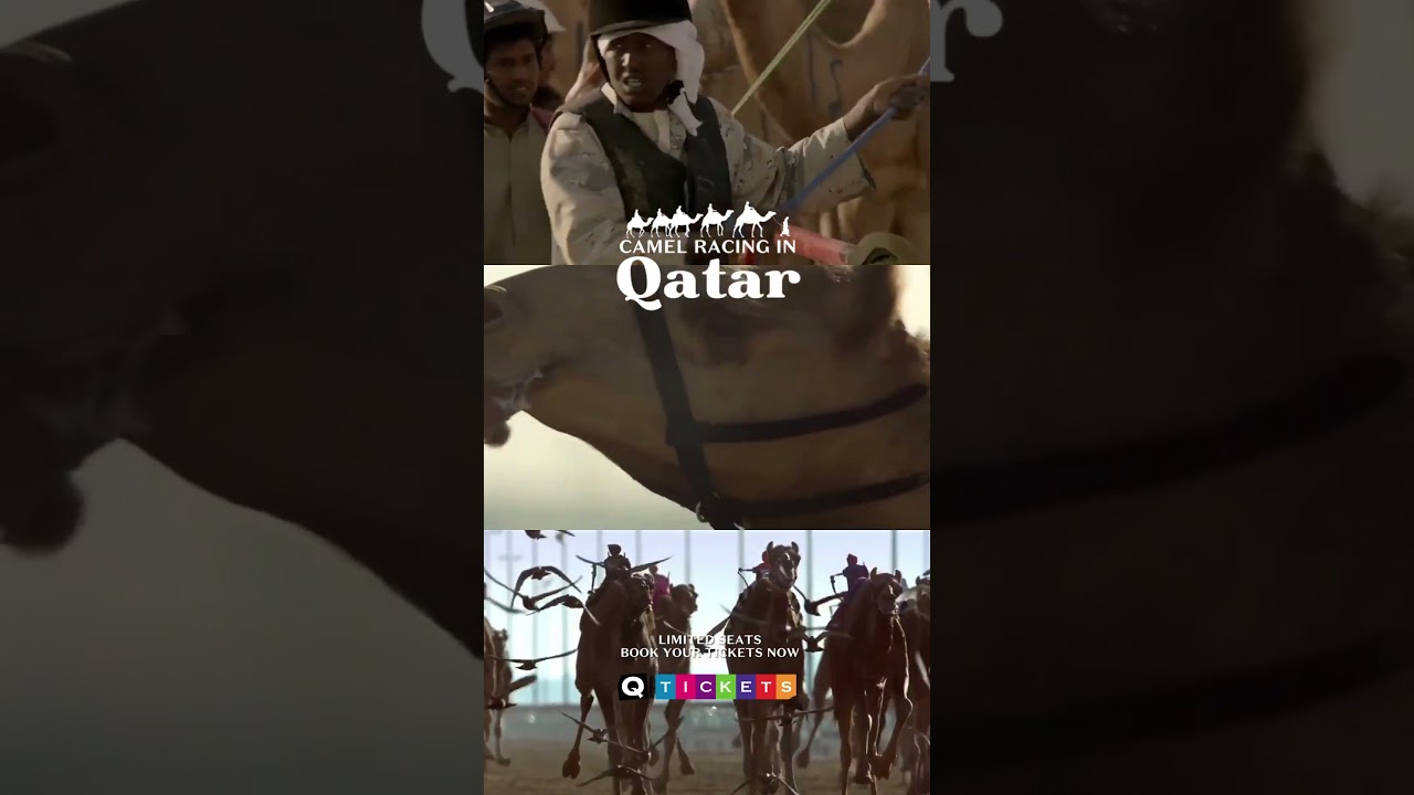 Murex Camel Racing Tours | Oct 18 to Nov 4 | Q-Tickets  