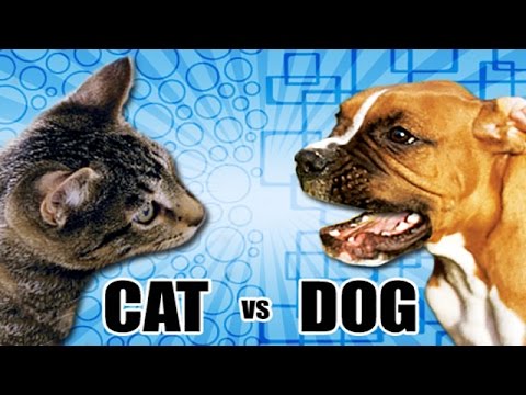 Kočky vs. psi (video kompilace)