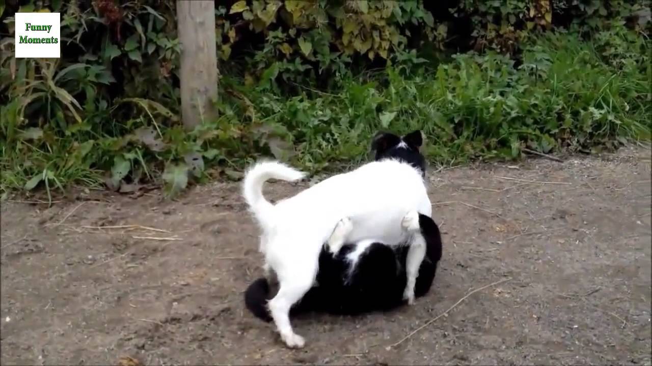 Mačky vs. psy (video kompilácia)