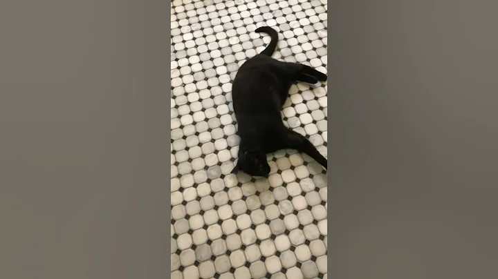 Cat on a Cool Marble Floor