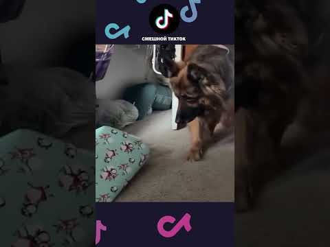 НОВЫЕ ПРИКОЛЫ с котами 2025 😅 Смешные коты, Смешные видео #shorts #смешныекоты #смешныеживотные