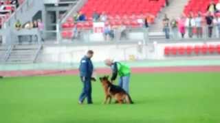 TSB - BSZS 2014 - 1006 Leo v  d  Zenteiche