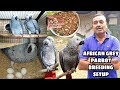 African Grey Parrot Breeding Progress II  Full Information Food Breeding Cage Size Disease Treatment