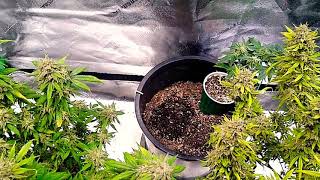 budget grow 1 update 14