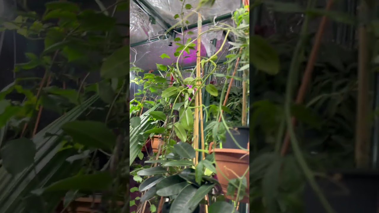 Летние краски 