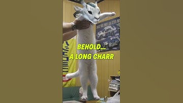 The Least Known Charr "Legion" - Did You Know? (Guild Wars)