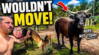 Swapping Pastures! The Cows got THEIR WAY!