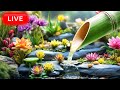 🔴 Relaxing Music 24/7, Healing Music, Meditation Music, Spa Music, Sleep, Relaxing for Stress Relief