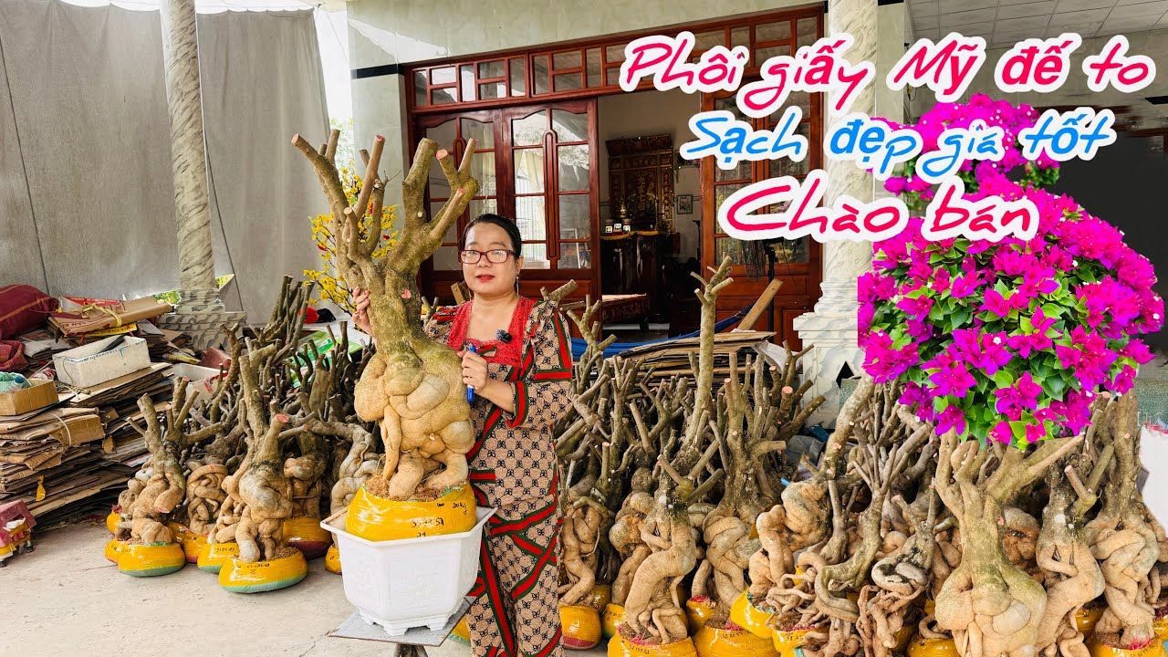 Phôi giấy Mỹ đế to già đẹp chào bán bao ship..01/03😘📲 0772.119.600.Quỳnh-Như 