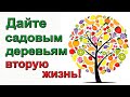 Как омолодить корни садовых деревьев