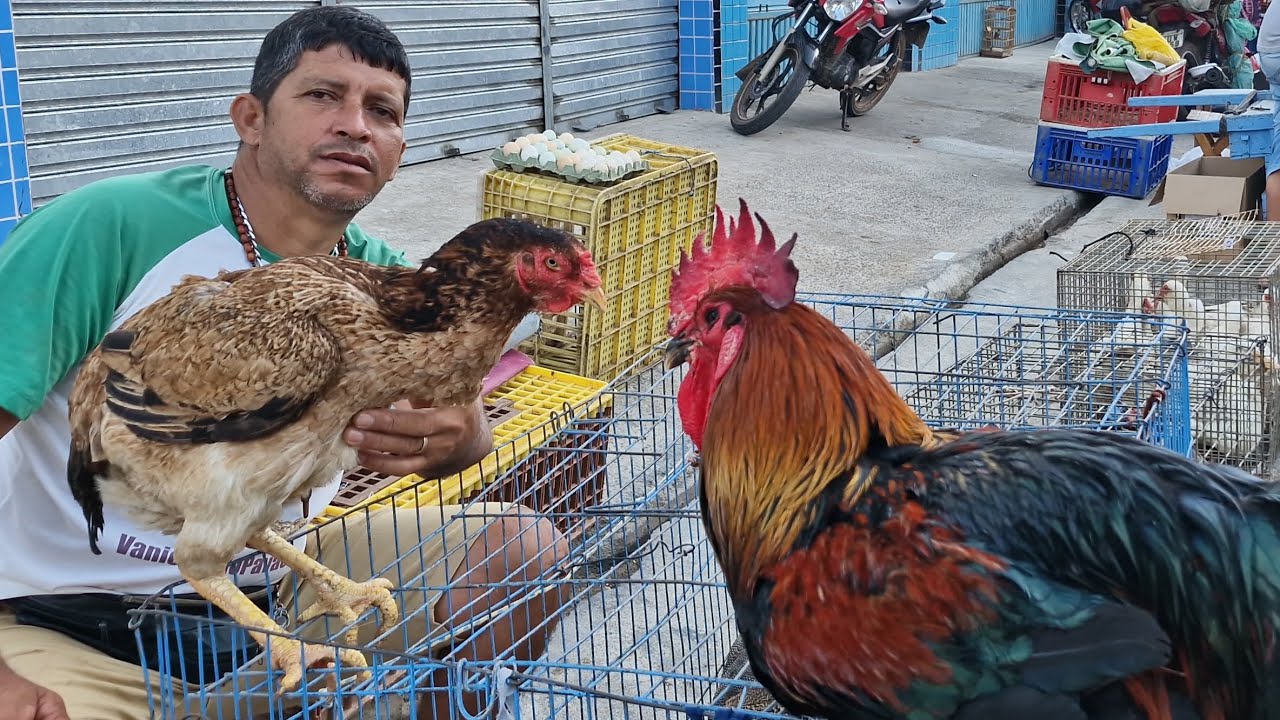 VANIO DA FEIRA DAS GALINHAS REGISTRADO AS NOVIDADES EM ARAPIRACA AL #NORDESTE 