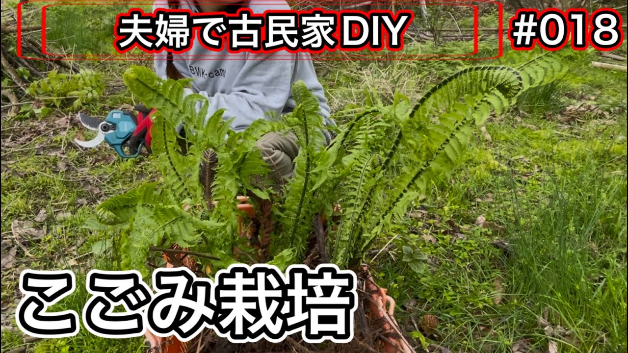【夫婦で古民家DIY】 # 018 山から採ってきたコゴミを植え付けてみる