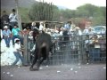 Monta De Tono Bravo vs El Gavilan Del Sur Del Rancho El Trebol (jaripeos potosinos)