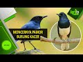 MONCERNYA PAMOR BURUNG KACER