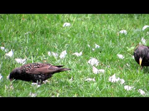 Spatzen-Stare-Buntspecht-Elster und Überraschungsgast Igel.