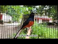 Pancingan Murai Batu Pagi Hari Nggak Pakek Lama Murai Batu Akan Terpancing Emosi Mp3 - Mp4 Download