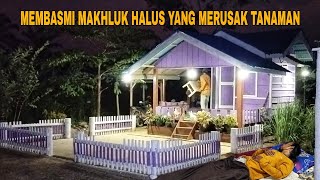 MEMBASMI MAKHLUK HALUS YANG MERUSAK TANAMAN..!! BERMALAM DI KEBUN