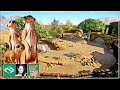 🐆 Meerkat indoor & outdoor habitat | Abuya Zoo | Ep 1