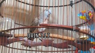 SUARA PERKUTUT BANGKOK BETINA IRAMA YAHUD UJUNG PANJANG RING ORIN BIRD FARM