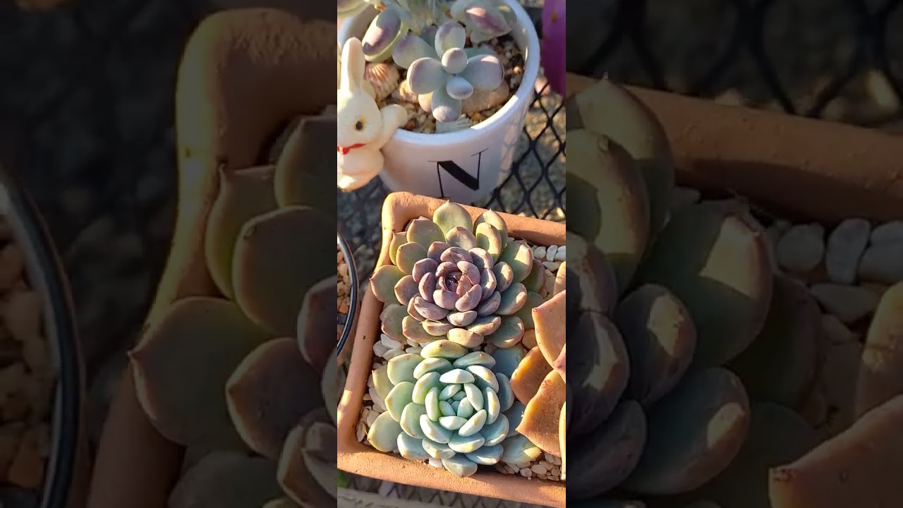 Un mini tuor de mi jardín 🌸🌱💚