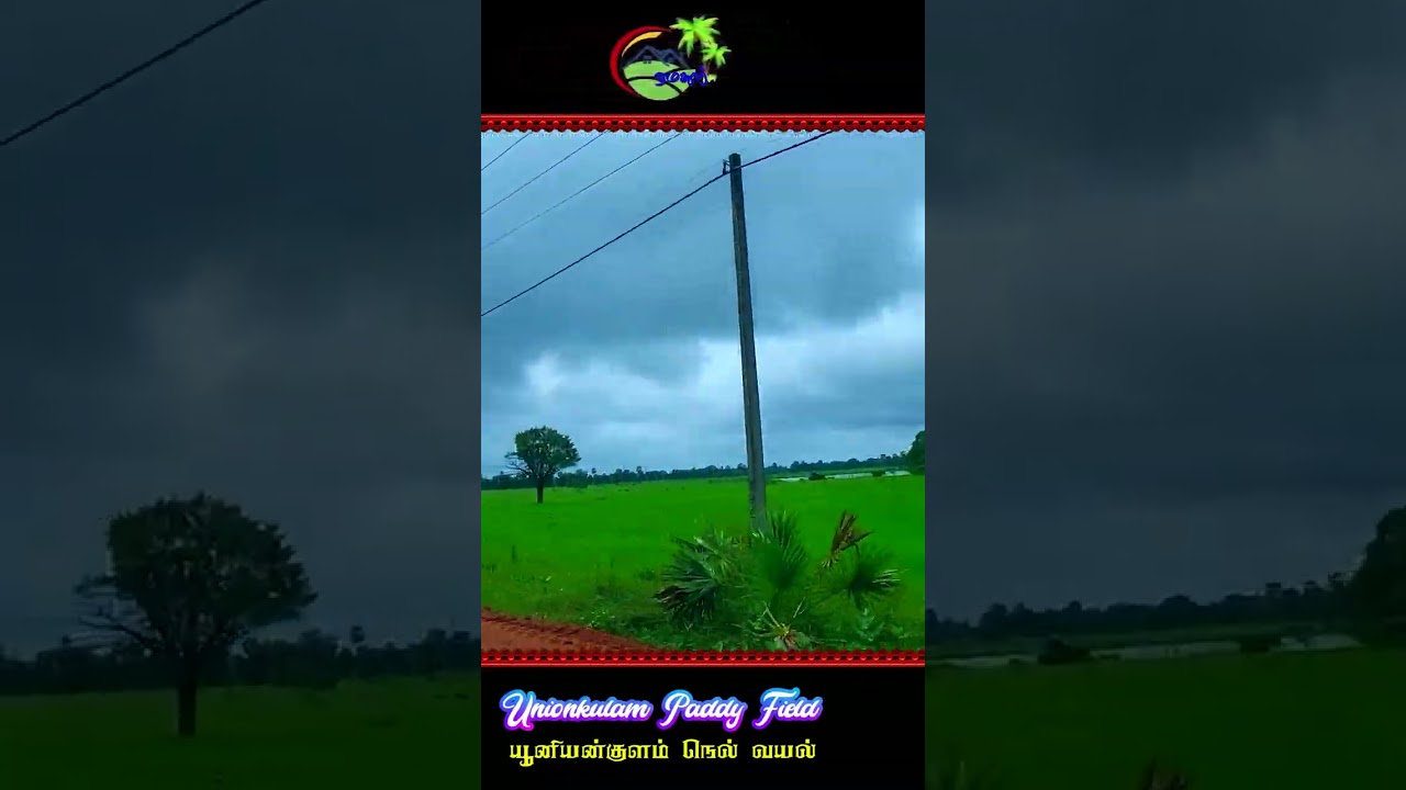 #paddyfield in Unionkulam I Kilinochchi I Sri Lanka