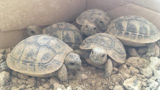 Cuidados tortugas de tierra bebés!! (audio en español)