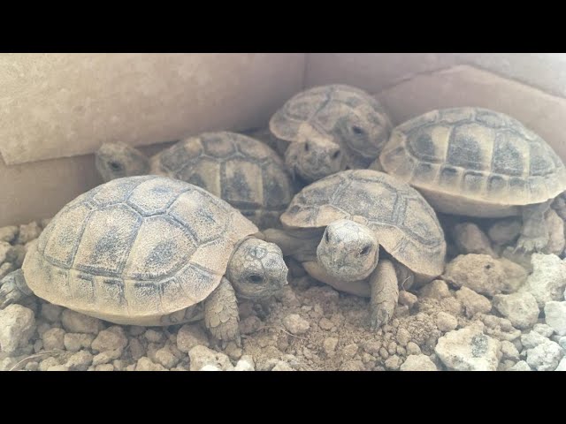 ensayo Creta prioridad Cuidados tortugas de tierra bebés!!🥚🐢 (audio en español) - YouTube