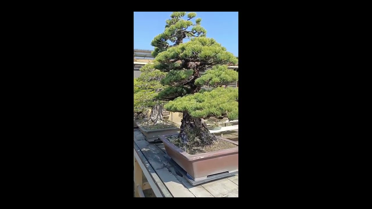 Gã Đầu Bạc và Bonsai Nhật