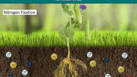 Nitrogen Cycle