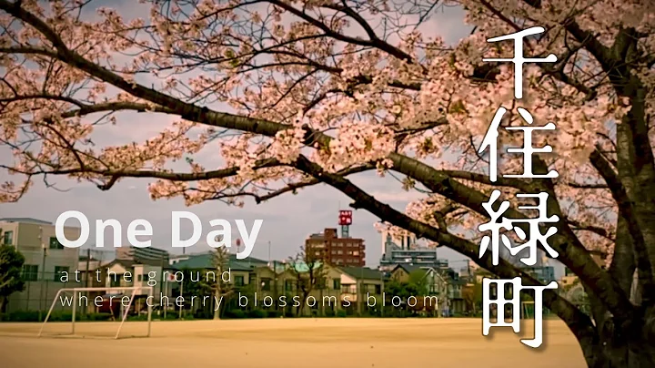 One Day at the ground where cherry blossoms bloom / 45sec. / iPhone  / DaVinci Resolve / Cinematic - DayDayNews