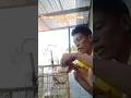 tips trik perkutut anda gacor #live #subscribe #burung #kicaumania #perkutut shorts #subscribe