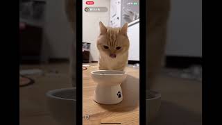 20244101 ただいま　かわいい縫くん　LIVE配信 フルバージョン