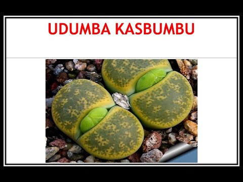 Semiz yigitlar va ularning mushuklari va eshaklari onlayn