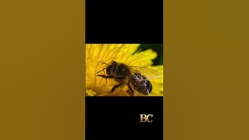 Researchers develop new breed of ‘robot bees’ to pollinate future indoor farms