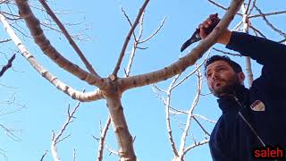 تقليم التين، موعد تقليم التين، Fig trees pruning , İncir budaması