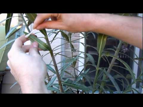 Video: Wat te doen aan oleander-plantenplagen - Hoe zich te ontdoen van insecten op oleander