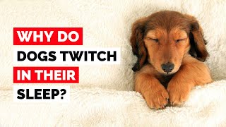 Why Do Puppies Twitch While They Sleep