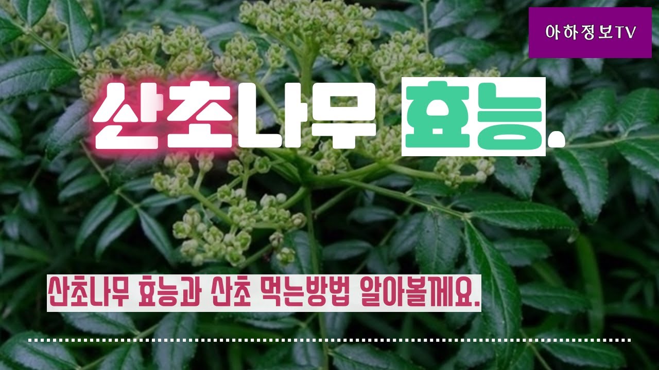 산초나무 효능 과 산초 먹는방법 체크해볼까요 - YouTube